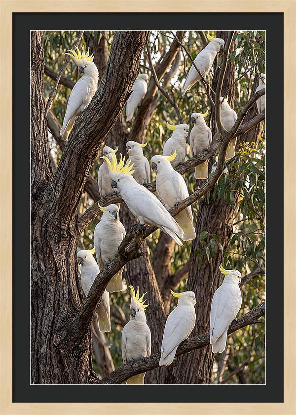 Sulphur Crested Cockatoos Flock