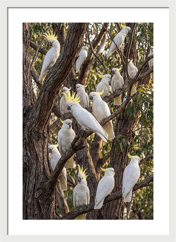 Sulphur Crested Cockatoos Flock