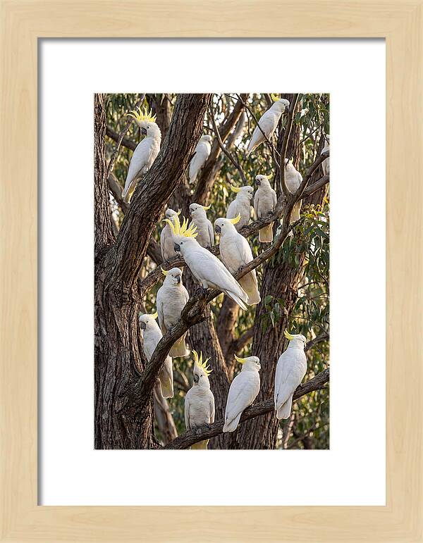 Sulphur Crested Cockatoos Flock