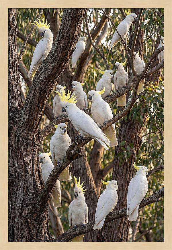 Sulphur Crested Cockatoos Flock