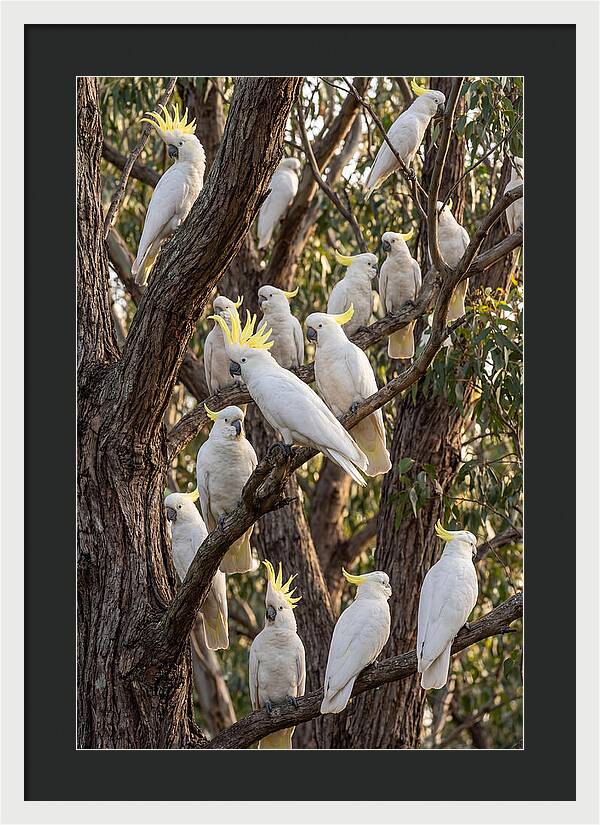 Sulphur Crested Cockatoos Flock