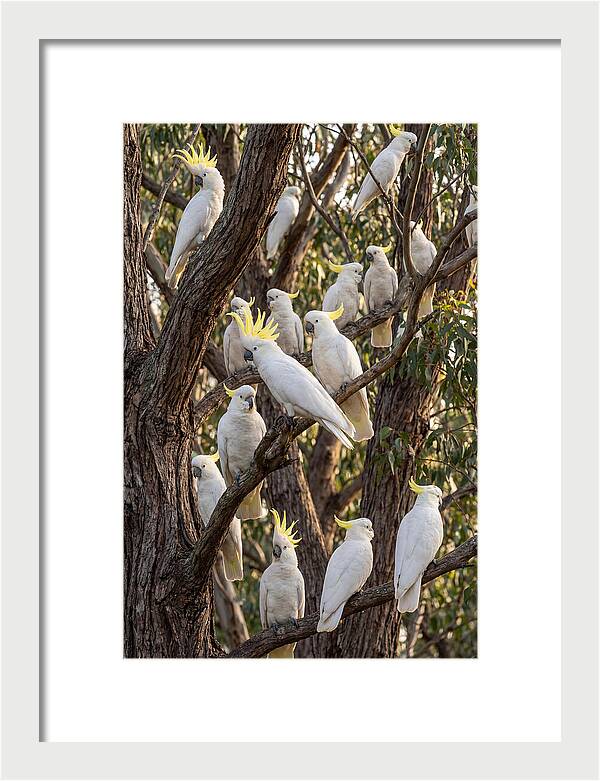 Sulphur Crested Cockatoos Flock