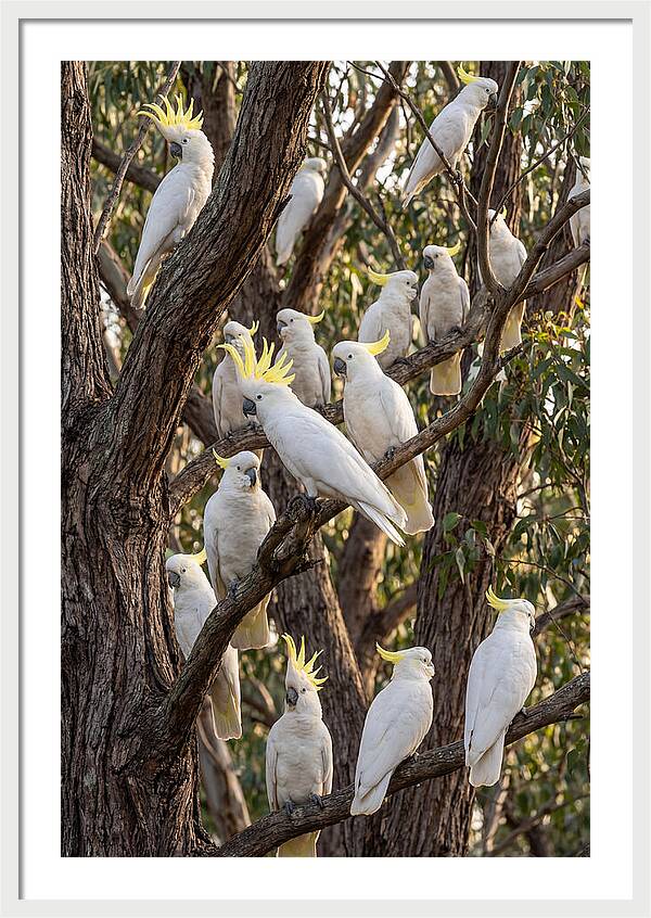 Sulphur Crested Cockatoos Flock