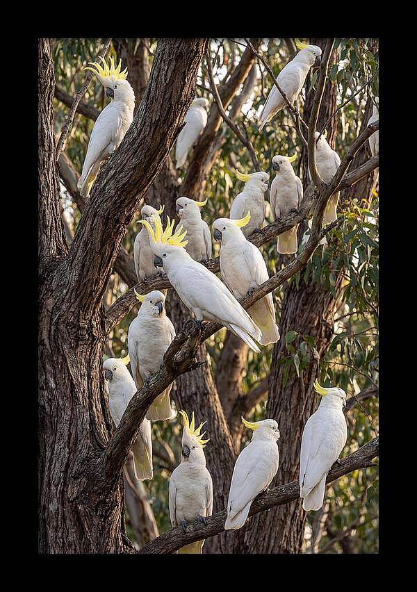 Sulphur Crested Cockatoos Flock