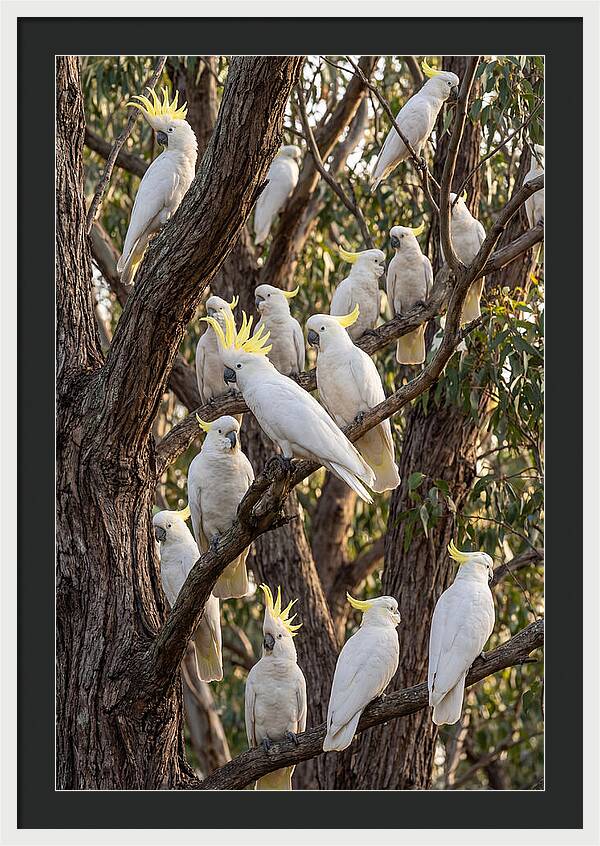 Sulphur Crested Cockatoos Flock