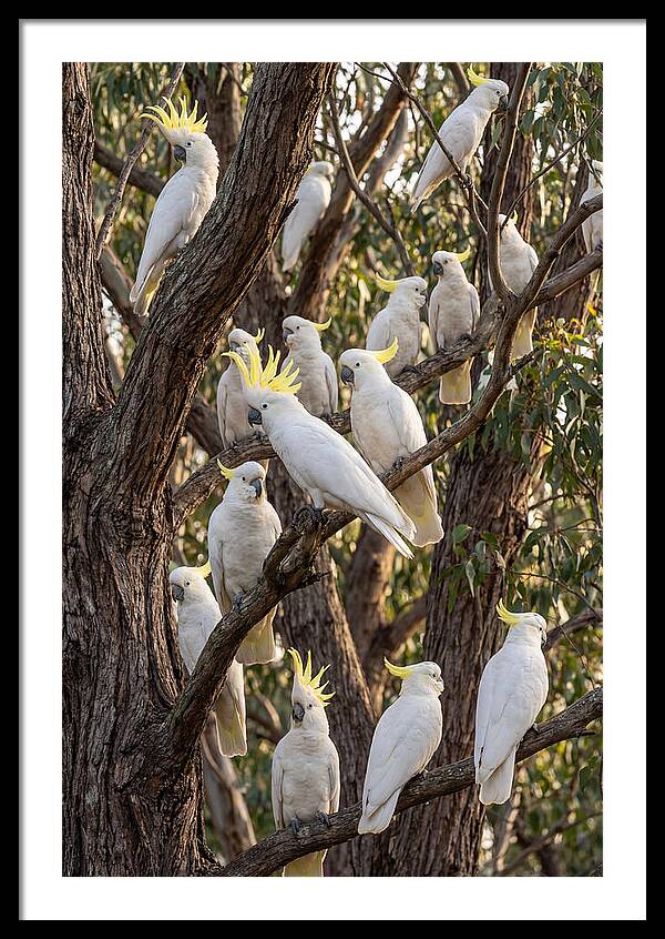 Sulphur Crested Cockatoos Flock