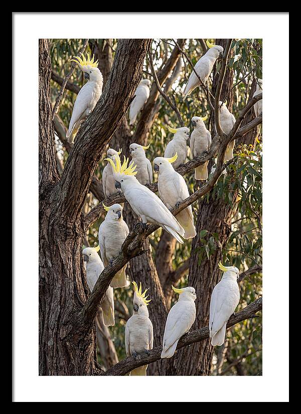 Sulphur Crested Cockatoos Flock