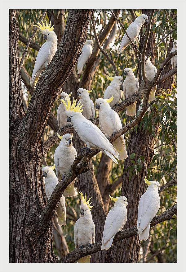 Sulphur Crested Cockatoos Flock