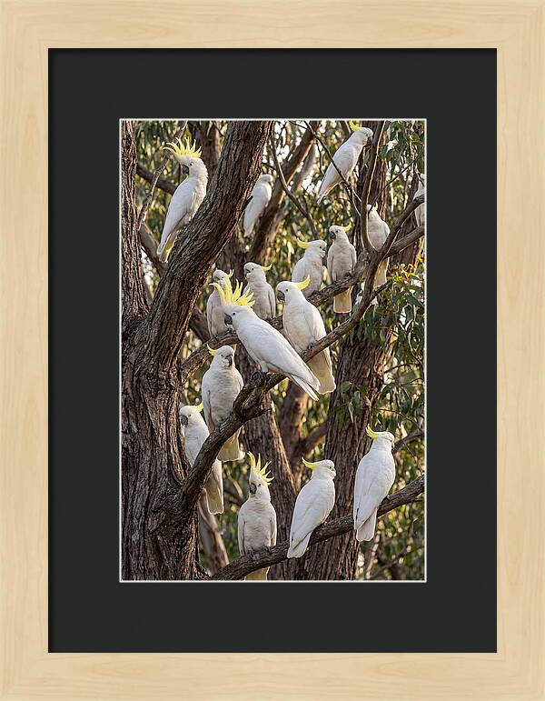 Sulphur Crested Cockatoos Flock