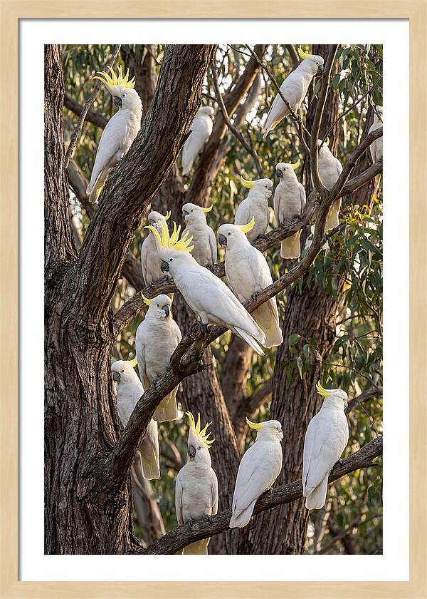 Sulphur Crested Cockatoos Flock