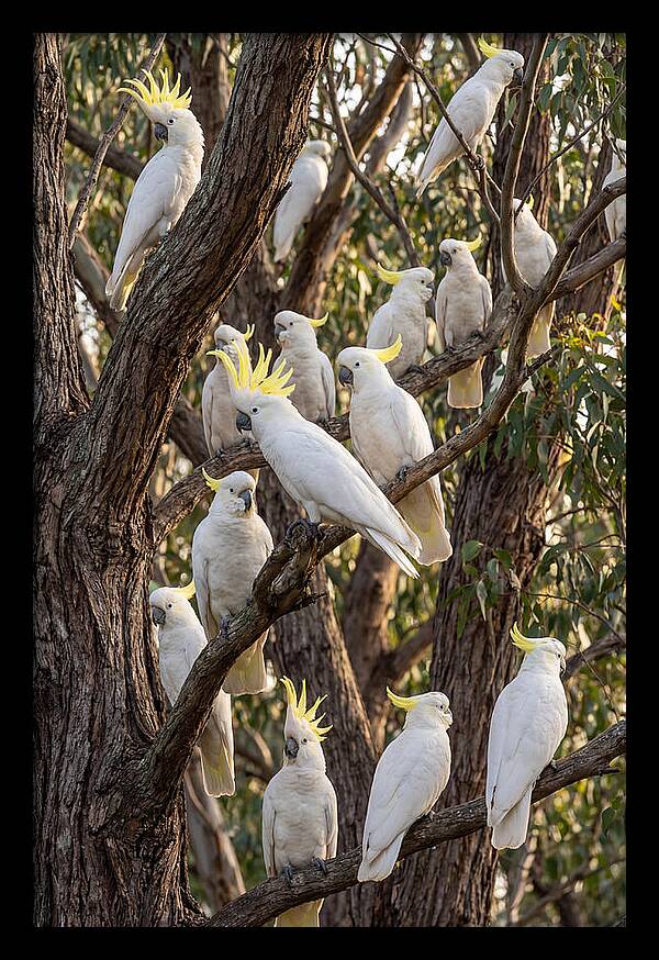 Sulphur Crested Cockatoos Flock