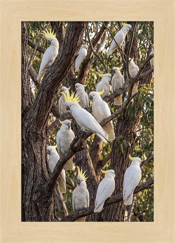 Sulphur Crested Cockatoos Flock