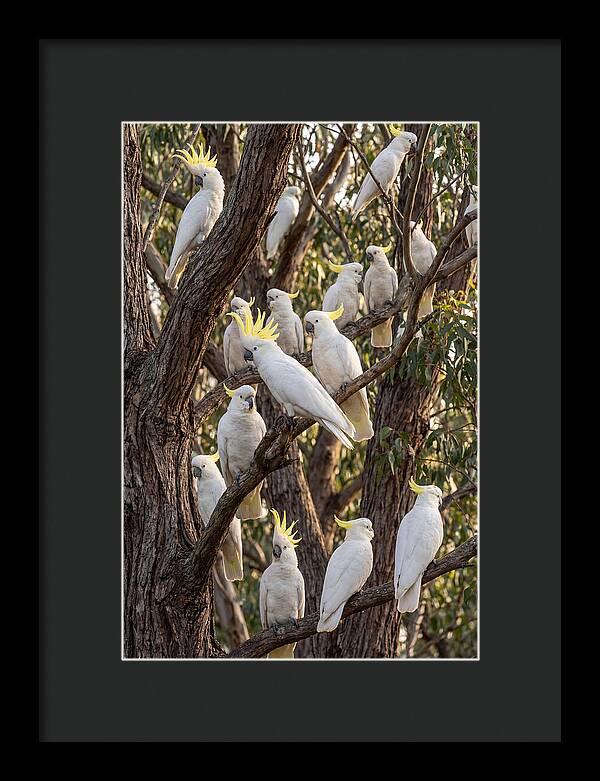 Sulphur Crested Cockatoos Flock