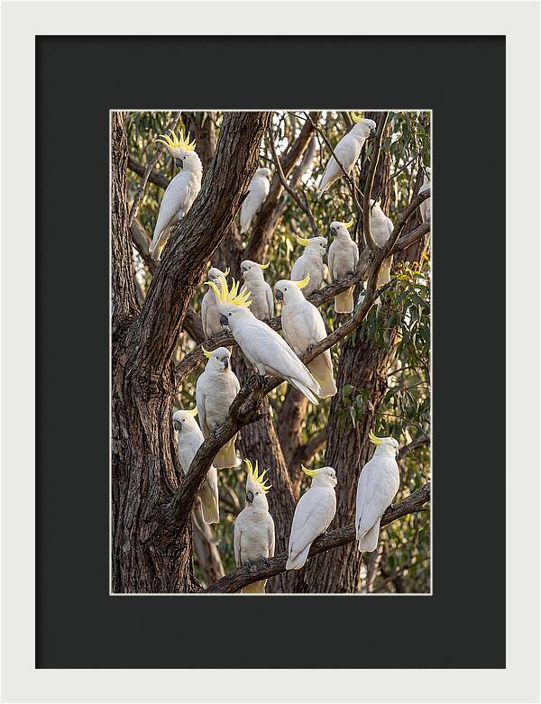 Sulphur Crested Cockatoos Flock