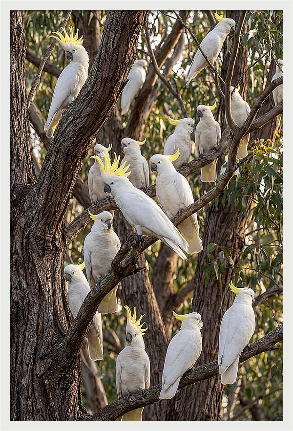 Sulphur Crested Cockatoos Flock