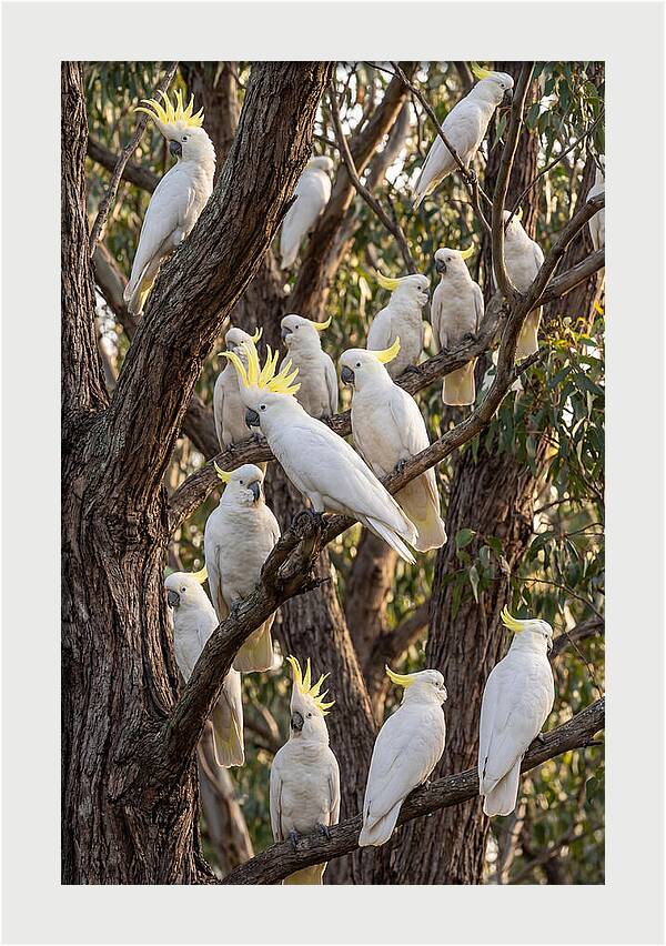 Sulphur Crested Cockatoos Flock