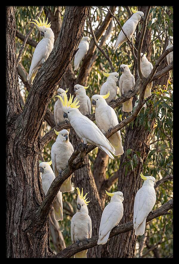 Sulphur Crested Cockatoos Flock