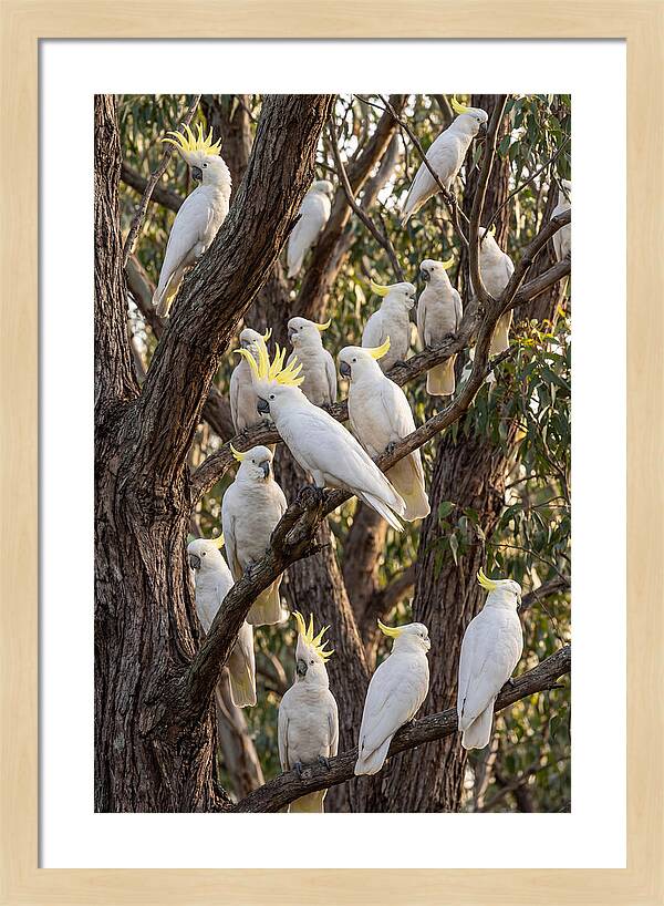 Sulphur Crested Cockatoos Flock