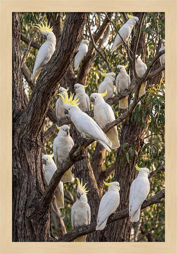 Sulphur Crested Cockatoos Flock