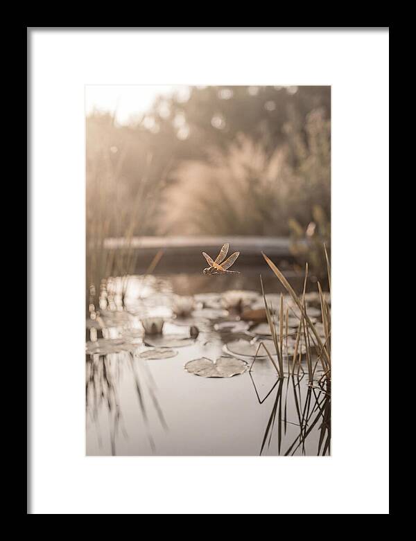 Summer Dragonfly Over Water