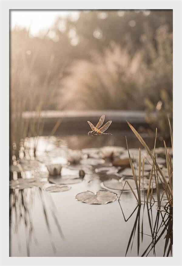 Summer Dragonfly Over Water