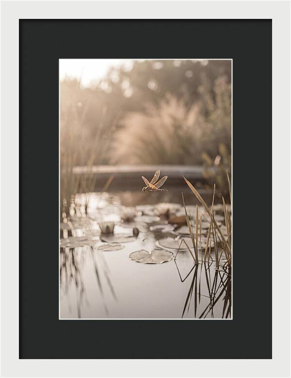 Summer Dragonfly Over Water