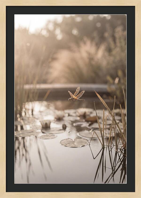 Summer Dragonfly Over Water