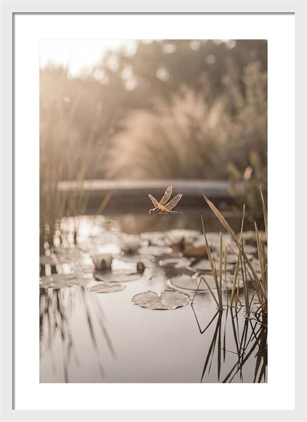 Summer Dragonfly Over Water
