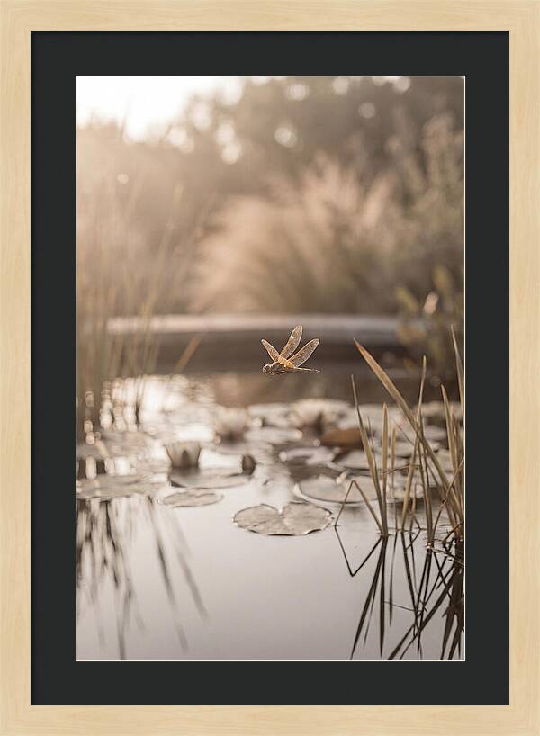 Summer Dragonfly Over Water