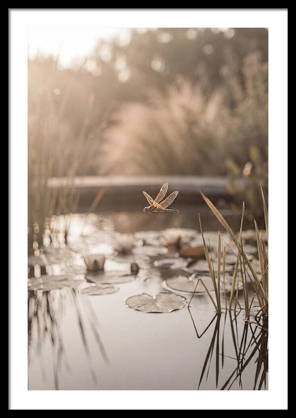 Summer Dragonfly Over Water