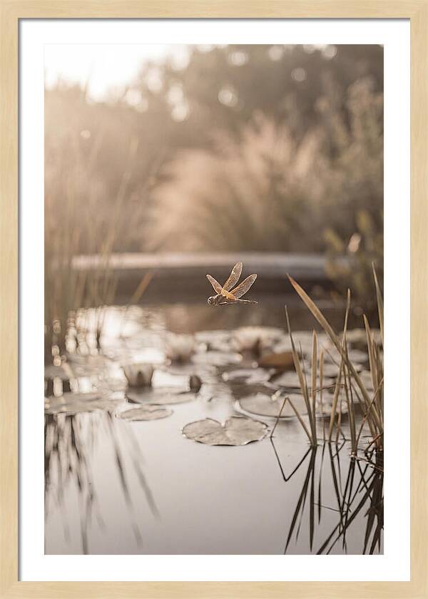 Summer Dragonfly Over Water