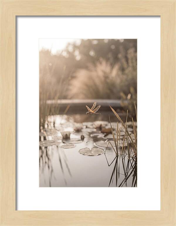 Summer Dragonfly Over Water