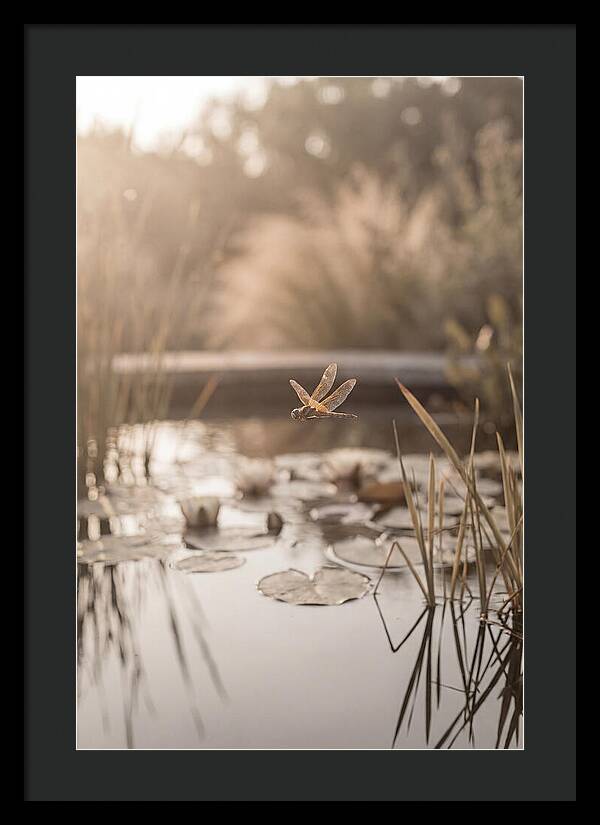 Summer Dragonfly Over Water