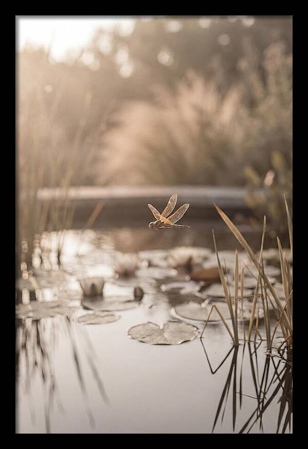 Summer Dragonfly Over Water
