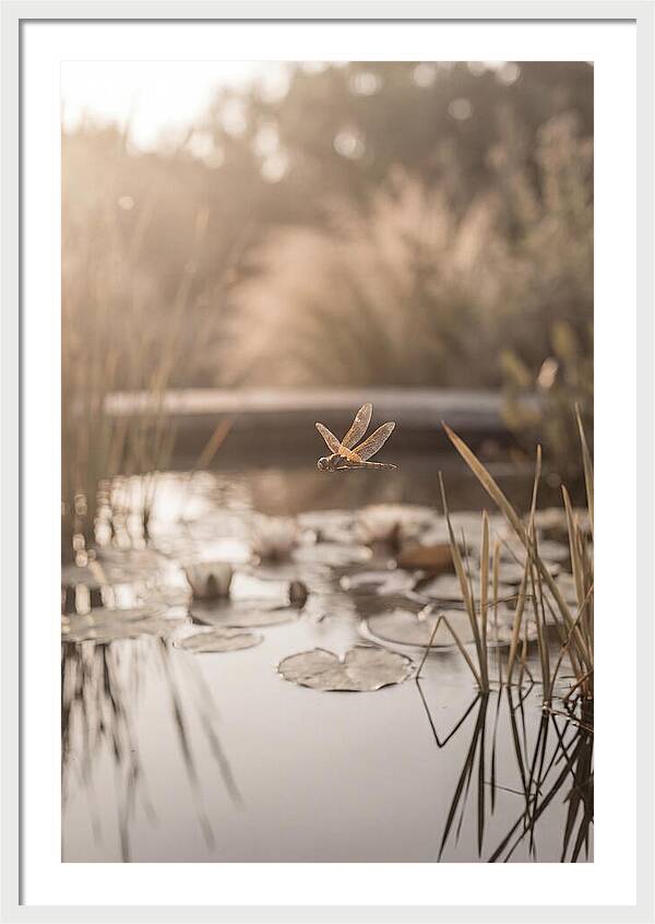Summer Dragonfly Over Water