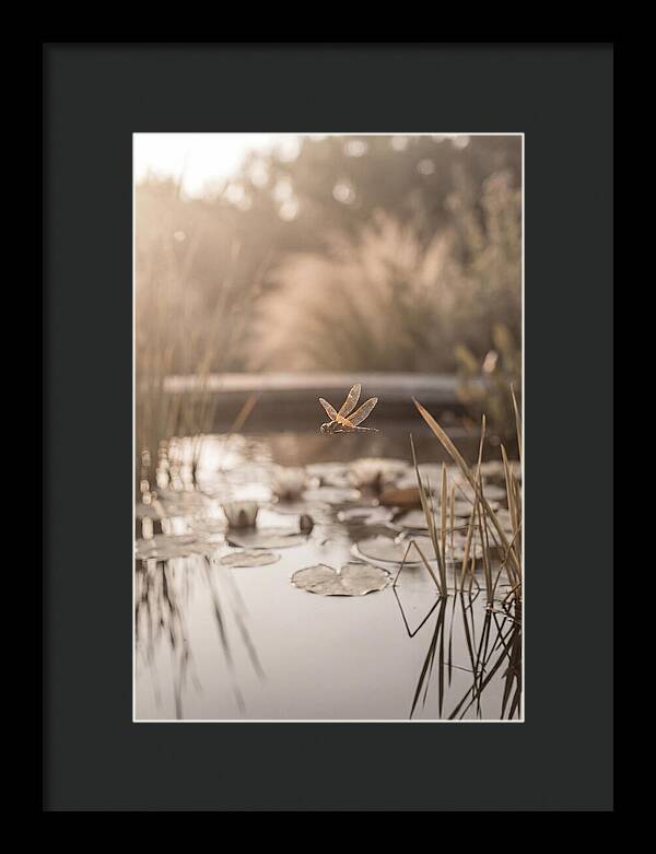 Summer Dragonfly Over Water