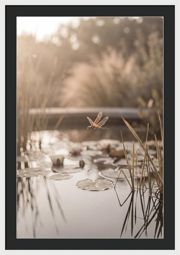 Summer Dragonfly Over Water