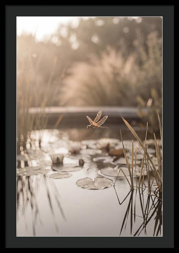 Summer Dragonfly Over Water