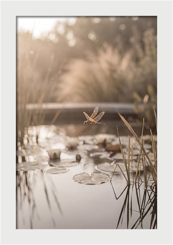 Summer Dragonfly Over Water