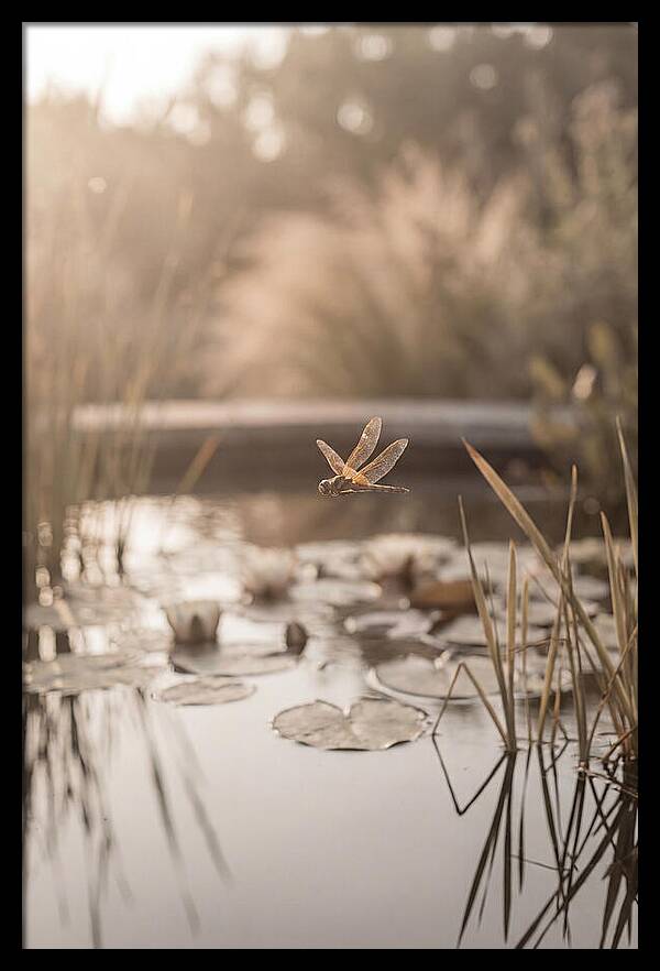 Summer Dragonfly Over Water