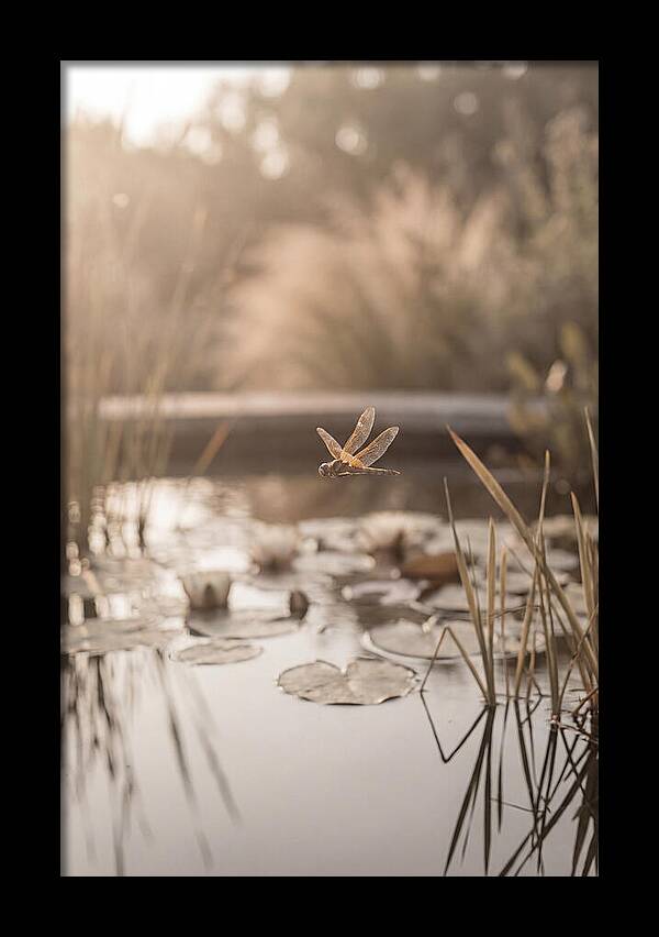 Summer Dragonfly Over Water