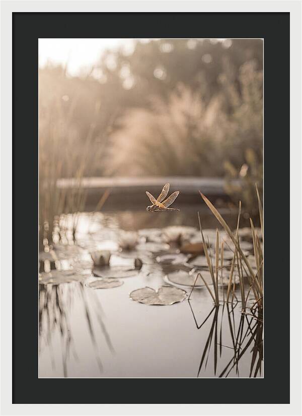 Summer Dragonfly Over Water