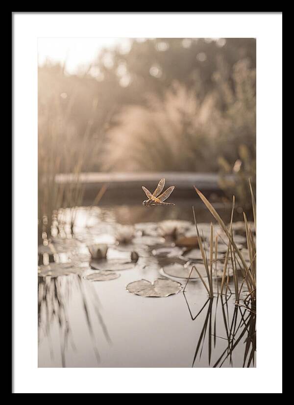 Summer Dragonfly Over Water