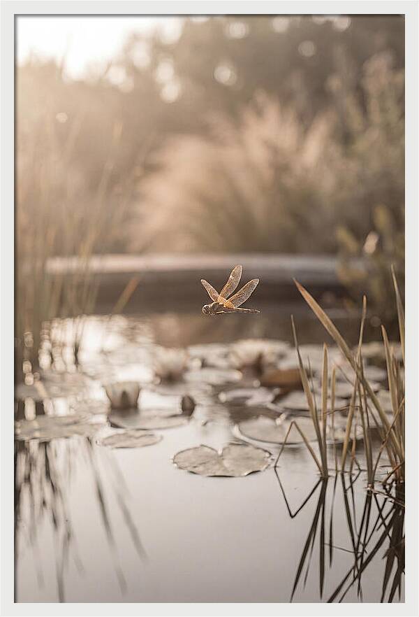 Summer Dragonfly Over Water