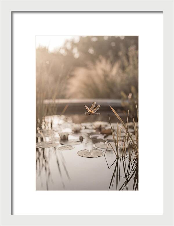 Summer Dragonfly Over Water