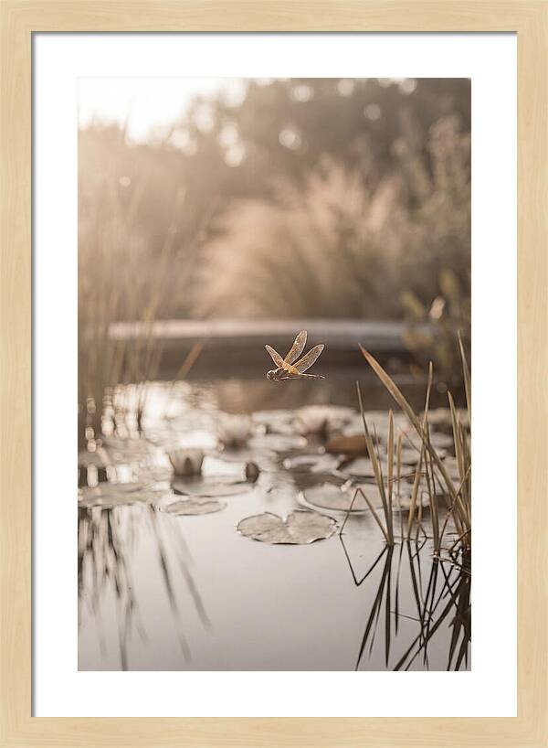 Summer Dragonfly Over Water