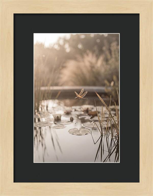 Summer Dragonfly Over Water