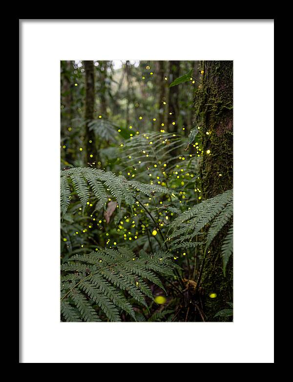 Summer Firefly Glow
