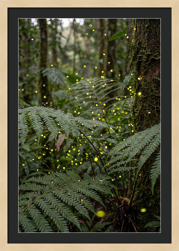 Summer Firefly Glow