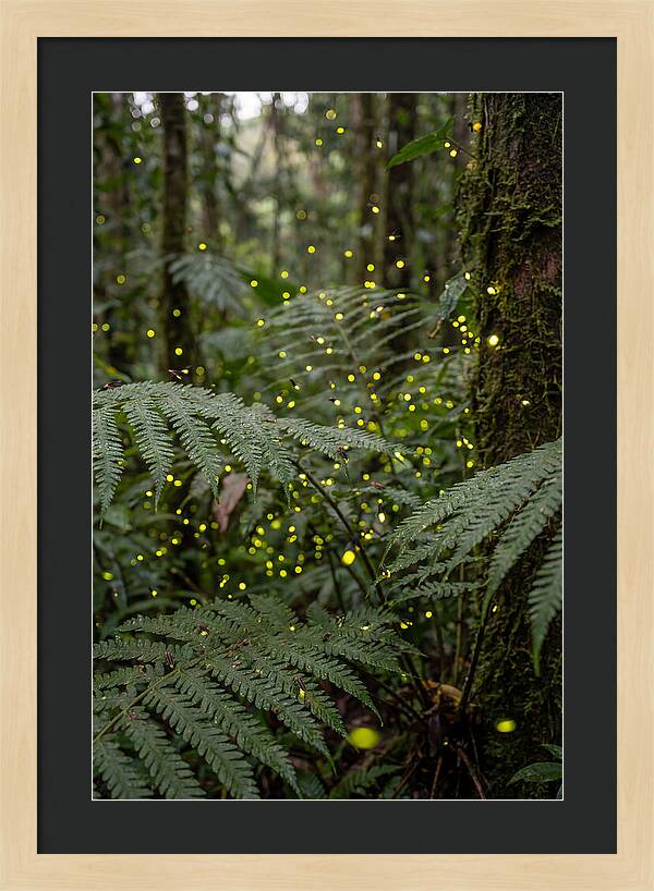 Summer Firefly Glow
